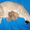Британские и Шотландские вислоухие котята Серебристая и Золотая Шиншил - Изображение #3, Объявление #430737