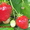 Урожайные сорта клубники -почтой Беларуси - Изображение #1, Объявление #1297513