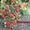 Ремонтантные сорта клубники -в Белоруссии  - Изображение #7, Объявление #1297510