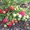 Ремонтантные сорта клубники -в Белоруссии  - Изображение #6, Объявление #1297510