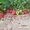 Ремонтантные сорта клубники -в Белоруссии  - Изображение #2, Объявление #1297510