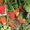 Ремонтантные сорта клубники -в Белоруссии  - Изображение #8, Объявление #1297510