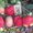 Урожайные сорта клубники -почтой Беларуси - Изображение #3, Объявление #1297513