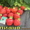 Урожайные сорта клубники -почтой Беларуси - Изображение #9, Объявление #1297513