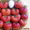 Урожайные сорта клубники -почтой Беларуси - Изображение #7, Объявление #1297513