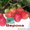 Урожайные сорта клубники -почтой Беларуси - Изображение #5, Объявление #1297513