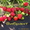 Урожайные сорта клубники -почтой Беларуси - Изображение #6, Объявление #1297513