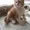 Шотландские котята - Скоттиш фолд и страйт - Изображение #3, Объявление #4328