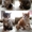 Шотландские котята - Скоттиш фолд и страйт #4328
