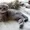 Шотландские котята - Скоттиш фолд и страйт - Изображение #2, Объявление #4328
