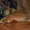 щенок гриффона брабансона - Изображение #3, Объявление #20071