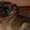 щенок гриффона брабансона - Изображение #2, Объявление #20071