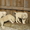 щенки Среднеазиатской овчарки пит-к " С Медного Озера" - Изображение #1, Объявление #21704