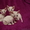 белоснежные котята породы девон-рекс #20815