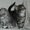 Котята Мейн-Куна (метисы) - Изображение #2, Объявление #24435