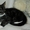 Котята Мейн-Куна (метисы) - Изображение #3, Объявление #24435