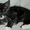 Метисы Мейн-Куна котята - Изображение #2, Объявление #31712