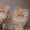 персидские котята красный мрамор #35087