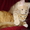 Мейн кун-ские коты-необычайной красоты - Изображение #3, Объявление #39458