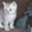 Британские котята  редкого окраса серебристый затушеванный - Изображение #3, Объявление #51387