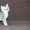 Британские котята  редкого окраса серебристый затушеванный - Изображение #2, Объявление #51387
