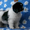 Щенок ньюфаундленда – роскошная бело-черная девочка! - Изображение #1, Объявление #45620