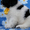 Щенок ньюфаундленда – роскошная бело-черная девочка! - Изображение #2, Объявление #45620