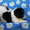 Щенок ньюфаундленда – роскошная бело-черная девочка! - Изображение #3, Объявление #45620