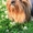 собака йоркширский терьер - Изображение #2, Объявление #50306