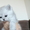 Британские котята  редкого окраса серебристый затушеванный #51387