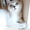 Британские котята  редкого окраса серебристый затушеванный - Изображение #4, Объявление #51387