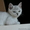 Британские котята  редкого окраса серебристый затушеванный - Изображение #5, Объявление #51387