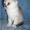 скоттиш-фолд котята редких окрасов #72742