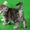 Продажа шотландских котят от титулованных родителей!!! - Изображение #4, Объявление #70625