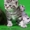 Продажа шотландских котят от титулованных родителей!!! - Изображение #3, Объявление #70625