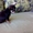 Чихуахуа щенки - Изображение #3, Объявление #97338
