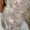 Котенок-темно-голубой(серый) персик - Изображение #1, Объявление #109939