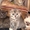 Необыкновенные котята шотландской вислоухой! - Изображение #4, Объявление #146263