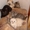 Очаровательные котята шотландской короткошерстной . - Изображение #3, Объявление #146248
