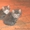 котята-дворяне с сибирскими корнями #137717