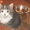 котята-дворяне с сибирскими корнями - Изображение #3, Объявление #137717