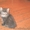котята-дворяне с сибирскими корнями - Изображение #4, Объявление #137717