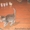 котята-дворяне с сибирскими корнями - Изображение #5, Объявление #137717