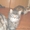 котята-дворяне с сибирскими корнями - Изображение #6, Объявление #137717