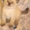 Шикарный клубный колорный котик - Изображение #2, Объявление #177882