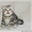 Шотландские котята редкого очень красивого окраса - Изображение #1, Объявление #183203