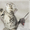 Шотландские котята редкого очень красивого окраса - Изображение #3, Объявление #183203