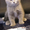 Британские клубные котята разных окрасов. - Изображение #1, Объявление #165060