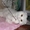 вислоухий кот для вязки - Изображение #5, Объявление #85698