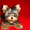 Продажа щенков йоркширского терьера, йорки - Изображение #2, Объявление #211720